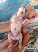 出生幼犬只有一只眼睛，頭上還有觸角，網友：好神奇！