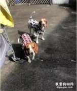 兩只狗子凌晨“作妖”不睡覺，反救了主人一命！