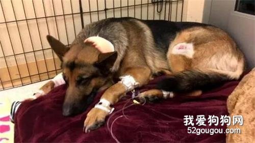 我的狗救了我一命，而我卻躲在了大衣柜里！