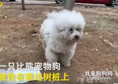 請勿遺棄！被遺棄比熊獲救后不停作揖感激