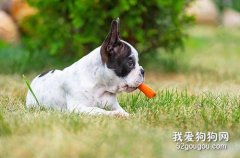 狗能吃胡蘿卜嗎 維生素的補充高過其它食物！