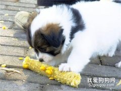 狗狗能吃玉米嗎 玉米是安全的！