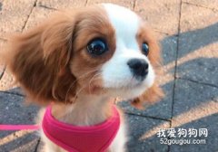 狗狗肝腹水的癥狀與治療