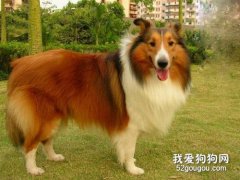 狗陰囊炎的危害 不要諱疾忌醫！