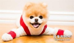 狗狗蛔蟲病的癥狀和預防方法