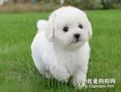 新型冠狀病毒會傳染貓狗嗎 有哪些注意事項？