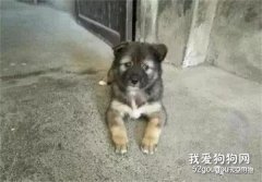 男子離家12年，再歸來狗子牙齒全無，竟然還在原地等候