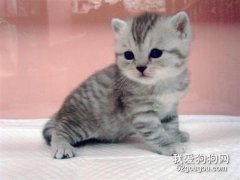 貓吐白沫有幾種可能 是貓瘟嗎?