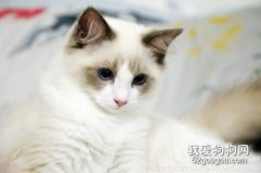 貓嘔吐不吃飯能自愈嗎 如何解決？