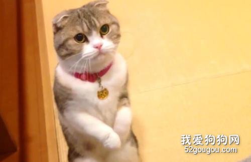 猫每天补充牛磺酸多少克? 过量会怎样?