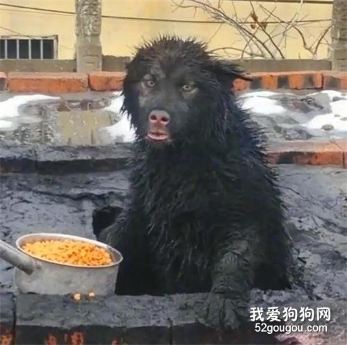 阿拉斯加突然失蹤，定睛一看，原來是去了這里……