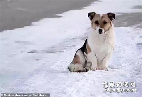 小狗被拋棄半年 零下30度嚴寒中仍執著等主人