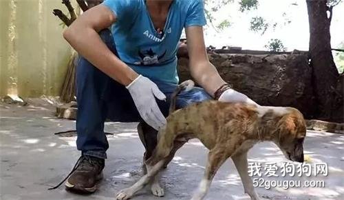 狗狗因生病不能走路，主人不想照顧它一生，便將它“丟進”排水溝