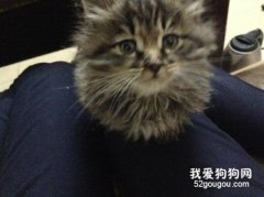長毛貍花貓稀有嗎 這種貓好嗎