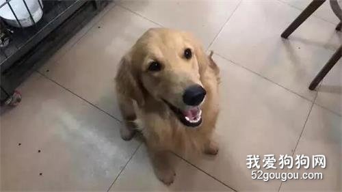 主人回湖北至今未回，鄰居一根晾衣桿給金毛犬帶去生的希望