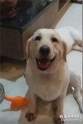 狗妹犯錯將受罰，狗姐立刻擋在了妹妹身前~