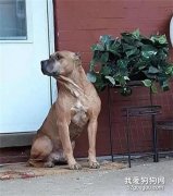狗狗守在門口好幾個禮拜，當有人想去幫它時，才發現催淚真相！