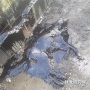 狗狗全身焦油黏在地上，他們花9小時，洗出來了一個驚喜...