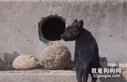 狗狗躲在排水道里，村民的善良始終感化不了它，被丟棄后不再信任