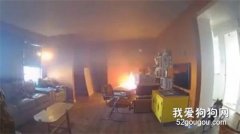 家中意外失火，肇事狗卻淡定自若…消防員：它們拒絕回應！