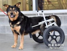 輪椅汪被4次送回收容所，終于遇到了他：我們是一樣的……