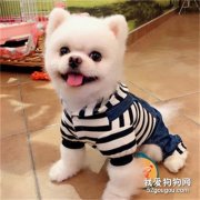 博美冬天需要穿衣服嗎 請正確保暖！