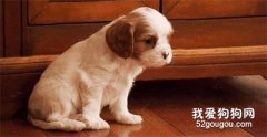 幼狗發抖什么意思 你做好保暖措施了嗎