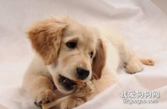 狗狗吃了骨頭卡肛門 別再喂這些危險品了！