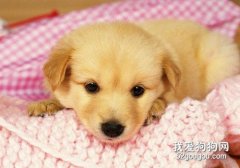 幼犬拉血便是什么情況 警惕犬瘟細小