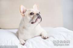 法斗為什么要剖腹產 是品種特殊性嗎？