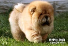疫情期間寵物如何做防護 每一步都非常關鍵！