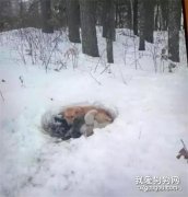 流浪狗媽媽暴風雪中產子，雪地里做窩，用身體溫暖小奶狗……