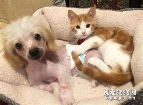 家里狗愛上了流浪貓，能咋辦，只好一塊寵了…