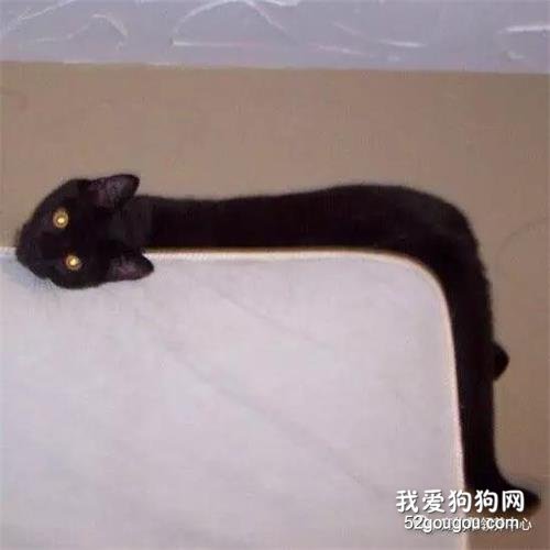 喵星人一定是彈簧！它們究竟能有多長……