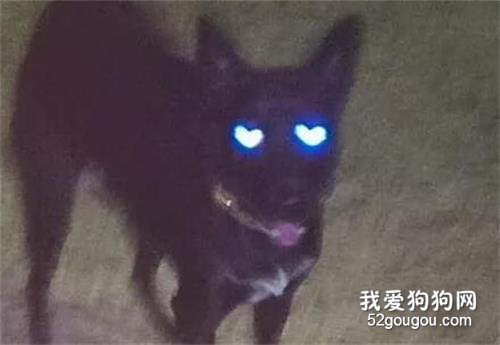 網友給狗子拍照，卻意外拍下了這一幕，有被感動到！