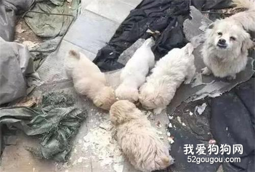 流浪狗媽媽帶著四個孩子流浪，本身就很艱難，卻又收養了一個孩子……