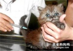 七八個月的貓還能打疫苗嗎 有什么注意事項