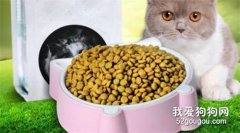 兩個月的貓吃貓糧要泡嗎 怎么泡能保留營養？