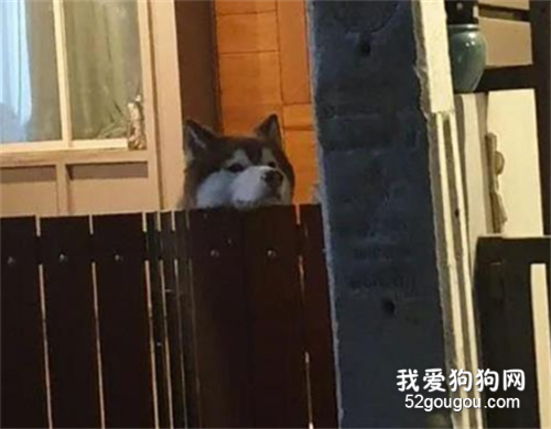 主人在門口總感覺一股陰涼，結果回頭一看，有點哭笑不得！