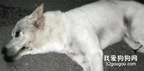 流浪狗被撞倒，傷勢重到連醫生都建議安樂死了，夫妻卻沒放棄！