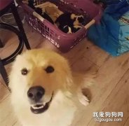 救子心切！狗狗掉入8米深井內，狗媽媽叼主人褲腿求救狗崽