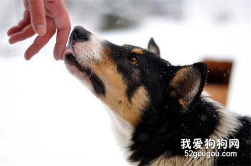 這7種氣味狗狗最喜歡聞，隨意一種，都能讓它上癮
