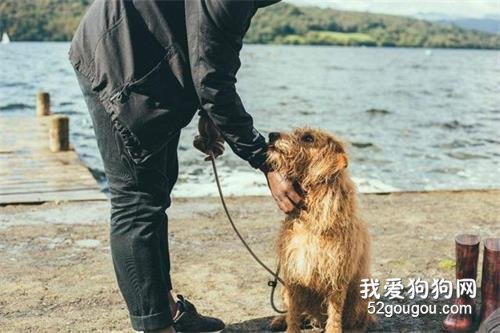 狗狗背叛你的6個“信號”，一旦出現，咬你也不留情