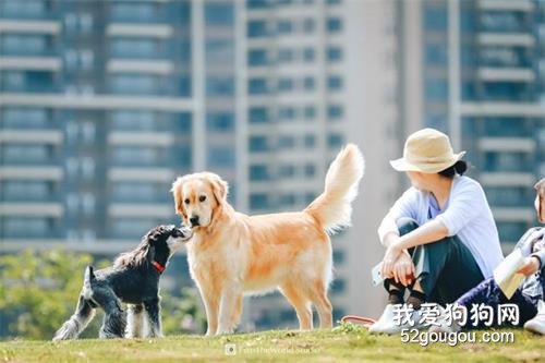 5種會導致狗狗身亡的個人行為，你還要做嗎？