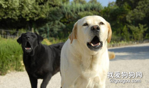 狗狗常有的7條“壞習慣”，家里的狗狗會中幾個？