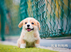 怎樣把柯基變得聽話？請接納“老司基”的這5個竅門
