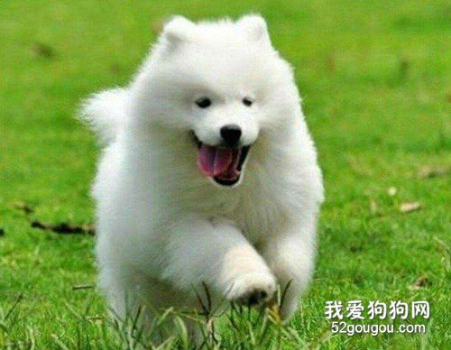 薩摩耶嘴角爛怎樣治，狗狗嘴角爛怎樣治?