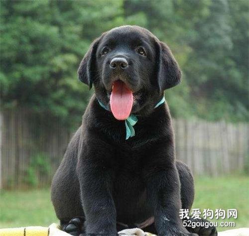 為何黑色拉布拉多非常少許多人養？