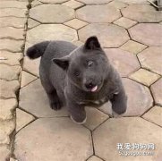 二哈疑似霍霍藍貓生出這種狗...太沙雕了！