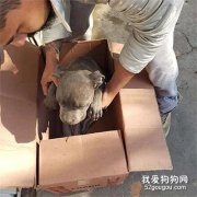 12歲男孩將狗丟到收容所，大家一看里面的信，瞬間心酸！
